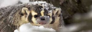 A badger moves through a pile of snow