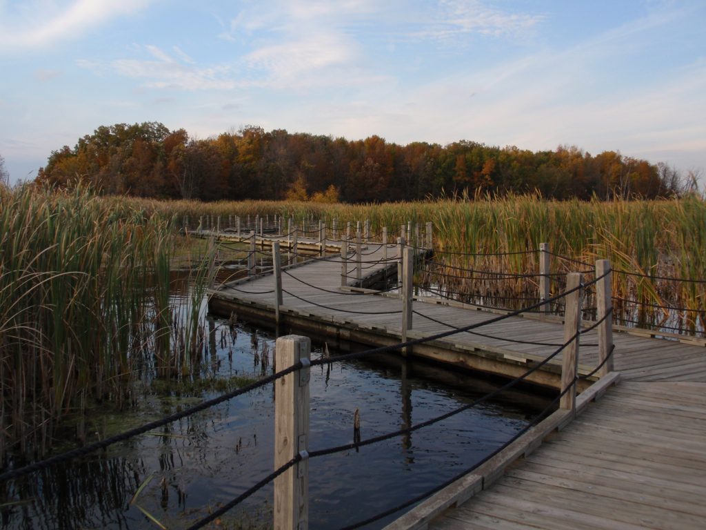 Wooden boardwalk allowing people to walk through the Horicon Marsh.