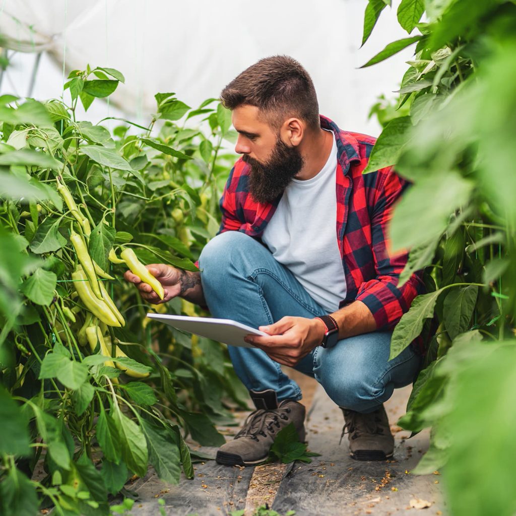 man in a greenhouse viewing produce