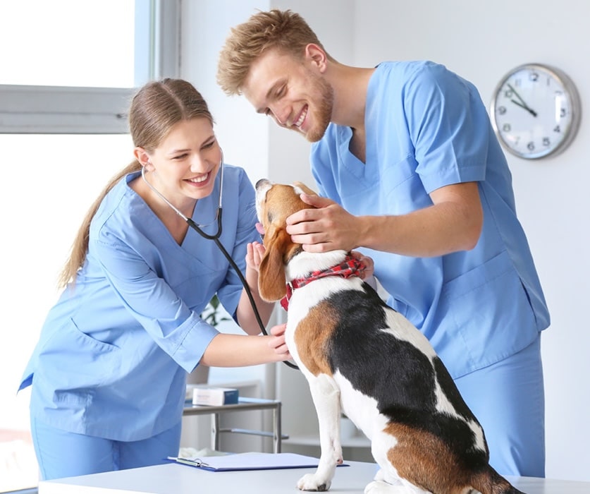 Veterinary assistants playing with a beagle dog.